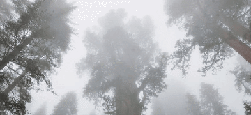 general sherman, dream wanderlust