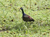 Jacana