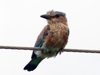 The Indian Roller