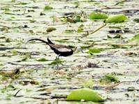 Bronze-winged Jacana