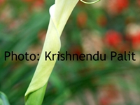 Snake flower