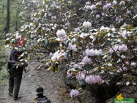 Rhododendron forest