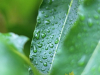 Green Raindrops