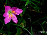 Raindrops on Flower