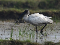 Black Headed Ibis