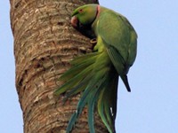 Rose-ringed Parakeet