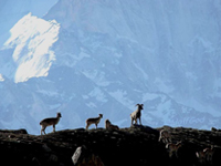 Chaukhamba expedition