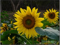 SUNFLOWER FIELD