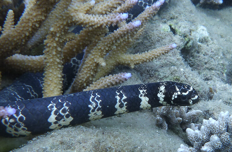turtle headed sea snake