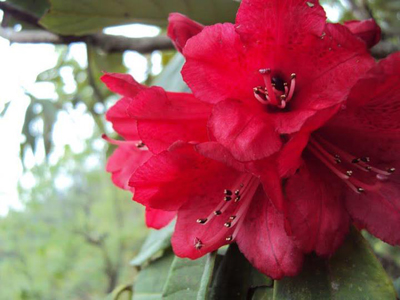dream wanderlust, nature, trekking, travel, rhododendron