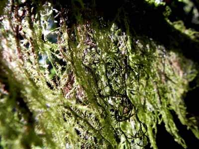 dream wanderlust, nature, trekking, travel, uttarey, mainbas falls