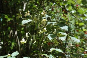 Clematis Buchananiana