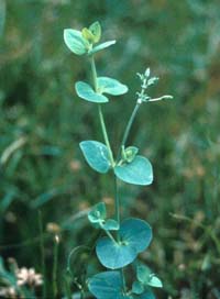 West Indian Chickweed
