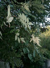 Rhus Semialata